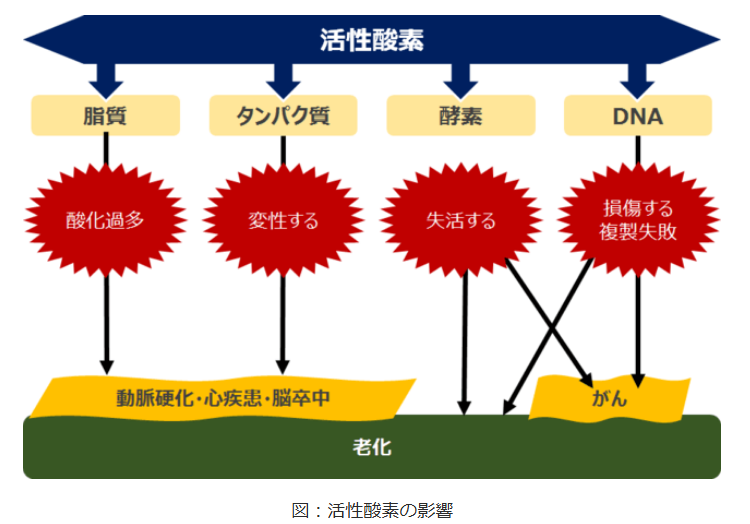 ビタミCの必要性がわかるような活性酸素の働きを示す画像