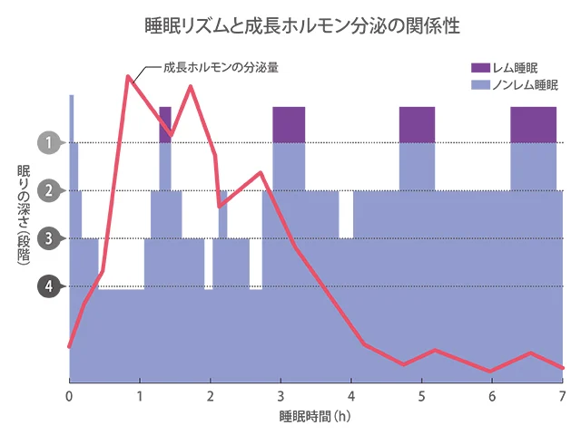 夕食後のビタミンCが疲労回復に役立つことを示す画像