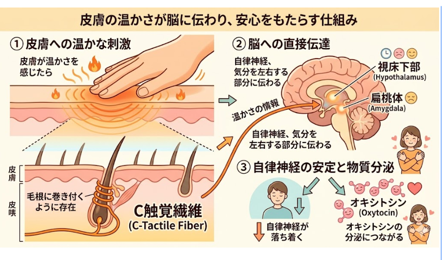 メンタル防衛術ス―ジングタッチが脳へ直接作用することがわかる図