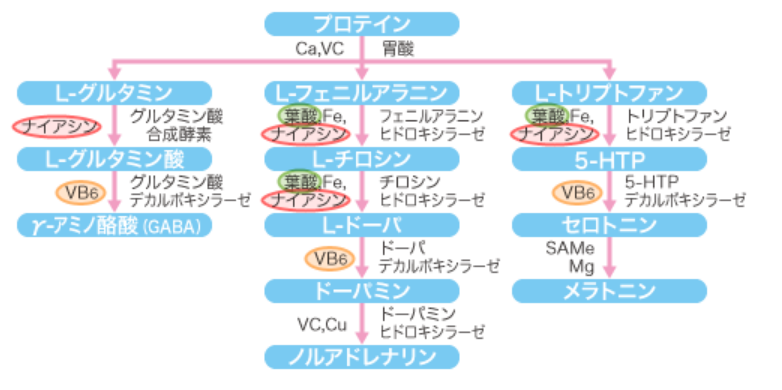 ビタミンB6がかかわる神経伝達物質生成の経緯の図